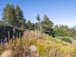 Autumn panorama of Vitosha Mountain, Bulgaria