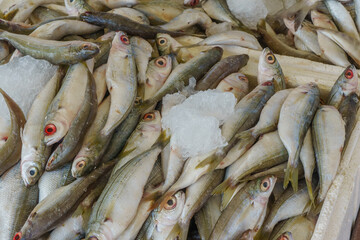 Freshly Caught Fish Glistening on Ice at a Bustling Local Market in Early Morning Light
