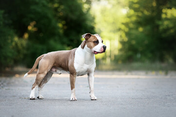 a very obedient and beautiful dog, the American Staffordshire terrier stands at full height,...