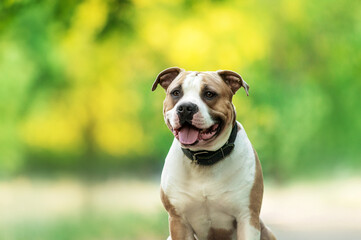 portrait of an American Staffordshire terrier dog on a natural green background, walking in the park