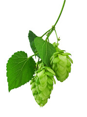 hop cones. Medical plant. Close-up of green ripe hop cones.on transparent, png. Hops cones. beer...