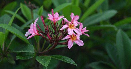 Obraz premium Pink tropical frangipani plumeria flowers with raindrops on petals, surrounded by lush green leaves, creating a fresh, natural scene.