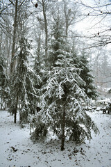NIEVE