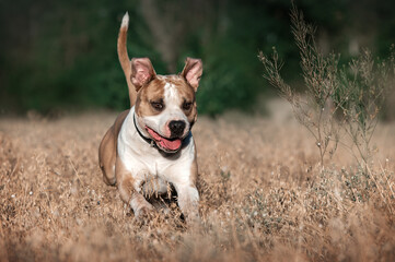 American Staffordshire Terrier dog runs and jumps happily in tall dry grass, walking with an active dog