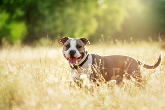 American Staffordshire terrier dog on a morning walk in the rays of the sun, magical light