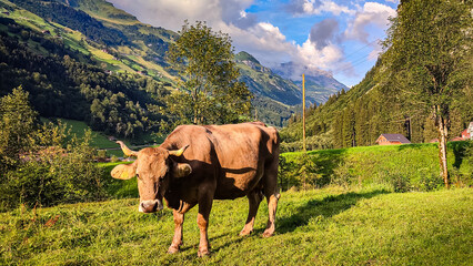 Alpejska krówka © Magorzata