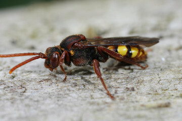 Closeup on a colorful flavous nomad bee, Nomada flava resting on a piece of wood