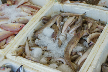 Fresh fish on ice in a market stall