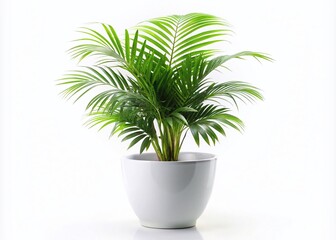 Fototapeta premium Small Lush Palm Tree in a Modern White Pot for Home Decor and Interior Design