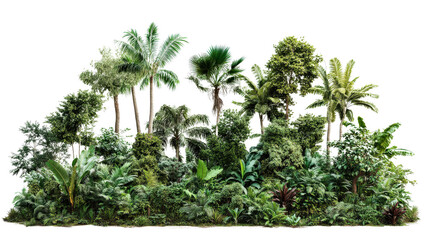 Lush dense rainforest with diverse green foliage and tall trees. Rich natural habitat, vibrant leaves, and tropical climate capture nature's essence.