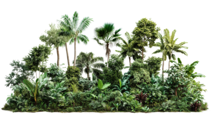 Lush dense rainforest with diverse green foliage and tall trees. Rich natural habitat, vibrant leaves, and tropical climate capture nature's essence.