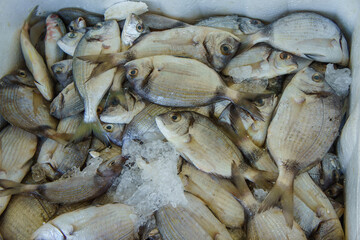 A close-up of fresh, silver fish piled in a container, likely at a fish market