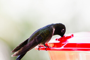 Heliangelus clarisse, colibri comiendo en bebederos © Jonathan Rocha