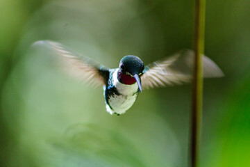 Colibri abejorro volando © Jonathan Rocha
