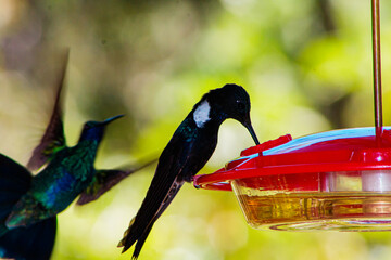 Colibri inca negro comiendo © Jonathan Rocha