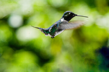 Colibri abejorro volando