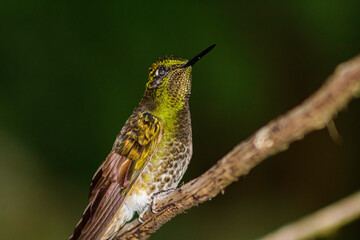 Colibrí posado en una rama © Jonathan Rocha