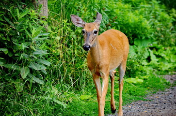 White-tailed deer in Cranberry Marsh in Whitby, Ontario, Canada.