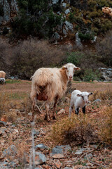 A flock of sheep at sunset in the mountains of Greece, on the island of Crete.