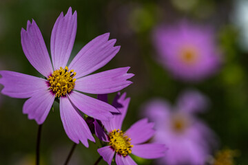 秋の日差しを浴びて輝くコスモス
