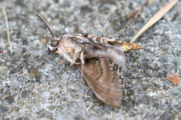 Close-up of a moth resting on a textured gravel surface, showcasing intricate wing patterns and natural camouflage.