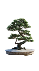 Fotobehang Bonsai A beautifully crafted bonsai tree with intricate branches and lush foliage, displayed on a round ceramic pot, isolated on a white background.  © Miso Ai