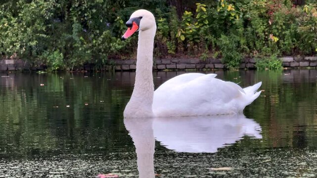 The Swan Slow Motion