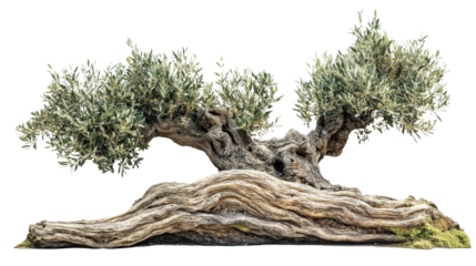 Ancient olive tree with twisted, gnarled trunk and lush green leaves, symbolizing endurance and peace, isolated on white background.