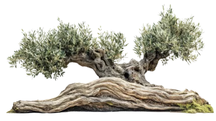 Fotobehang Bonsai Ancient olive tree with twisted, gnarled trunk and lush green leaves, symbolizing endurance and peace, isolated on white background.  © Miso Ai