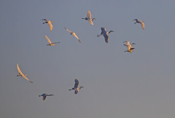 A flock of white herons flies across the sunset sky. Great egret or great white heron (Ardea alba)...