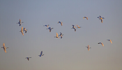 A flock of white herons flies across the sunset sky. Great egret or great white heron (Ardea alba) have gathered together before their autumn migration. Eastern Lithuania.