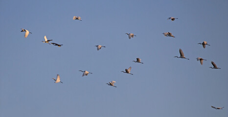 A flock of white herons flies across the sunset sky. Great egret or great white heron (Ardea alba)...