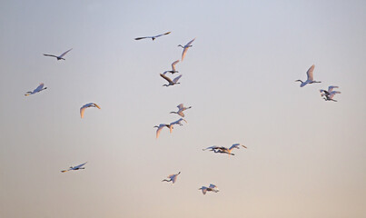 A flock of white herons flies across the sunset sky. Great egret or great white heron (Ardea alba) have gathered together before their autumn migration. Eastern Lithuania.