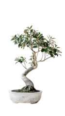 Fotobehang Bonsai Elegant bonsai tree in a white pot, showcasing beautiful twisted trunk and lush green foliage against a clear background.  © Miso Ai