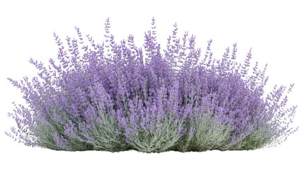 Lush lavender bush with vibrant purple blooms in full bloom, perfect for gardens and landscaping. Capturing nature's beauty and tranquility.