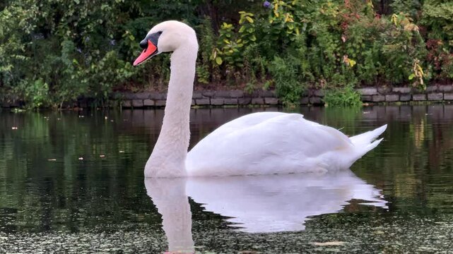 The Swan Slow Motion