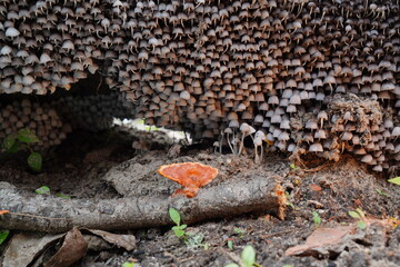 Cogumelos na Floresta - Galhos Árvore - Florianópolis