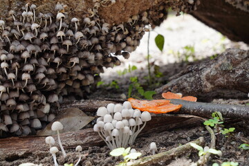 Cogumelos na Floresta - Galhos Árvore - Florianópolis © Atilio