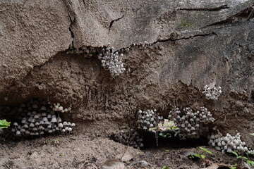 Cogumelos na Floresta - Galhos Árvore - Florianópolis © Atilio