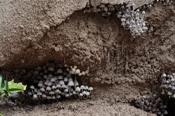Cogumelos na Floresta - Galhos Árvore - Florianópolis © Atilio