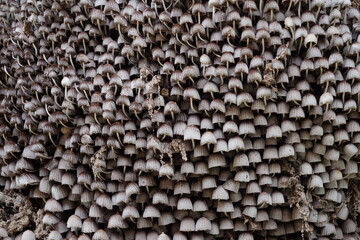 Cogumelos na Floresta - Galhos Árvore - Florianópolis
