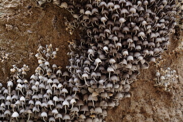 Cogumelos na Floresta - Galhos Árvore - Florianópolis © Atilio