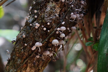 Cogumelos na Floresta - Galhos Árvore - Florianópolis