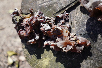 Cogumelos na Floresta - Galhos Árvore - Florianópolis