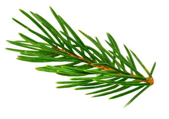 fir tree branches isolated on transparent, png. Branch tree, fir evergreen twig to xmas holiday