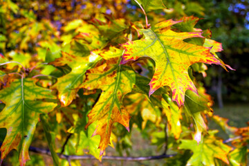 The colorful autumn oak tree leaves turning from green to yellow and red during the autumn season.