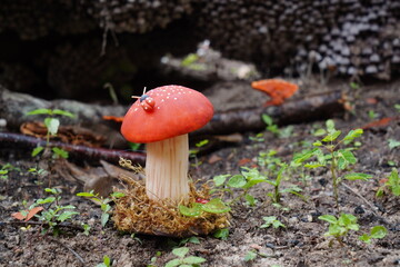 Cogumelo Decorativo na Floresta (Artificial)