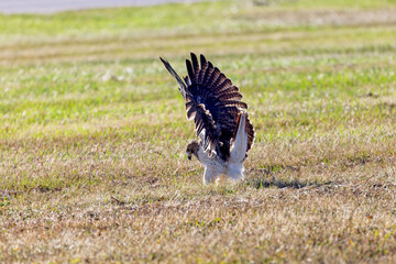 The red-tailed hawk (Buteo jamaicensis) in flight