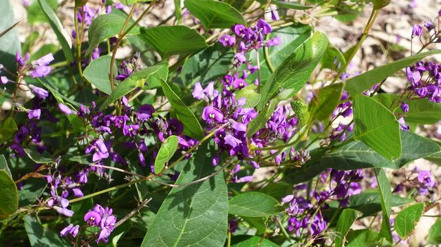 Hardenbergia violacea, the common names false sarsaparilla, purple coral pea, and waraburra, Beautiful purple pea flowering climber, It is a prostrate or climbing subshrub, wind is breezing day.