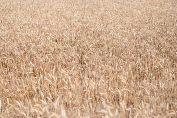 Fototapeta premium Agricultural landscape. Crop countryside field. Agrobusiness. Ripe wheat harvest. Agriculture and farming. Barley ear spikelet. Farming crop field. Wheat flied at rural countryside. Rye yield